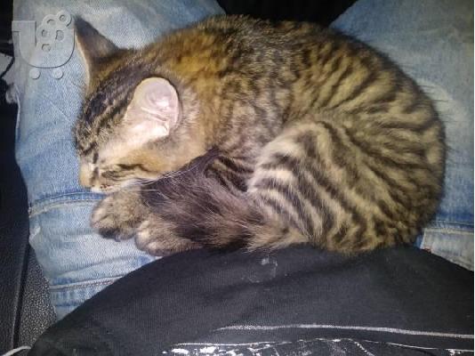 PoulaTo: Maincoon γατάκι